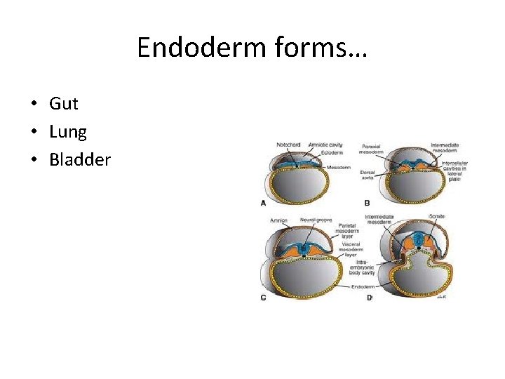 Endoderm forms… • Gut • Lung • Bladder 