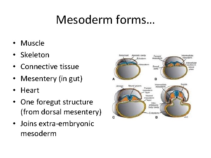 Mesoderm forms… Muscle Skeleton Connective tissue Mesentery (in gut) Heart One foregut structure (from
