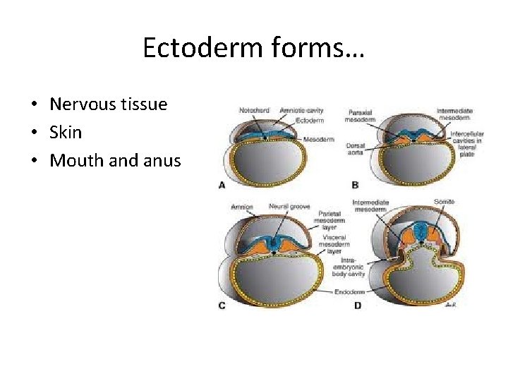 Ectoderm forms… • Nervous tissue • Skin • Mouth and anus 