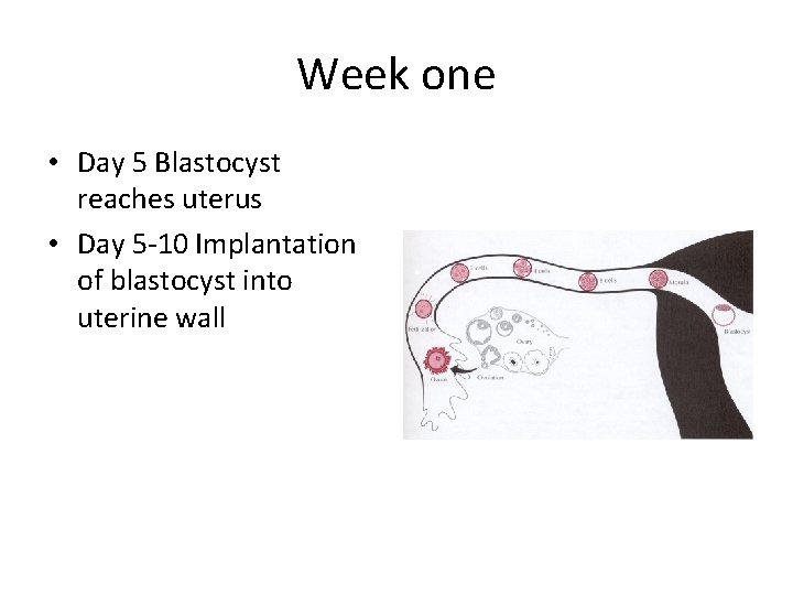 Week one • Day 5 Blastocyst reaches uterus • Day 5 -10 Implantation of
