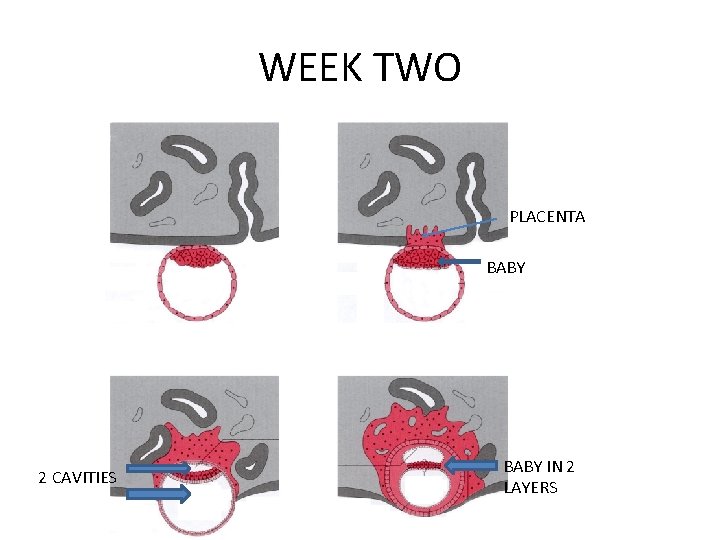 WEEK TWO PLACENTA BABY 2 CAVITIES BABY IN 2 LAYERS 