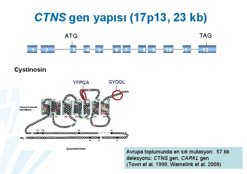 CTNS gen yapısı (17 p 13, 23 kb) TAG ATG 1 2 3 c