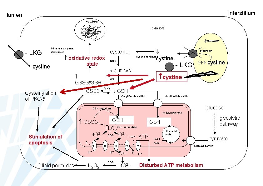 interstitium lumen nucleus cytosole lysosome - LKG influence on gene expression cystine oxidative redox