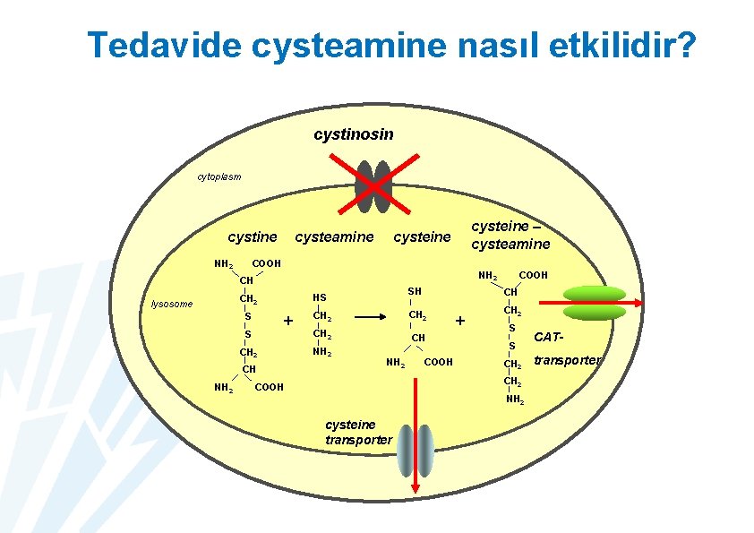 Tedavide cysteamine nasıl etkilidir? cystinosin cytoplasm cystine NH 2 cysteamine COOH CH CH 2