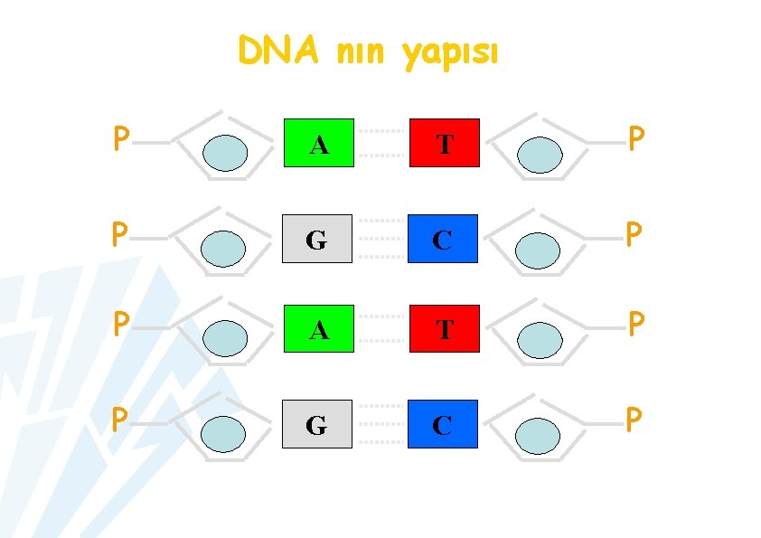 DNA nın yapısı P A T P P G C P 