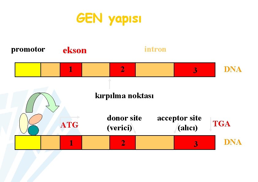 GEN yapısı promotor intron ekson 1 2 3 DNA kırpılma noktası ATG donor site