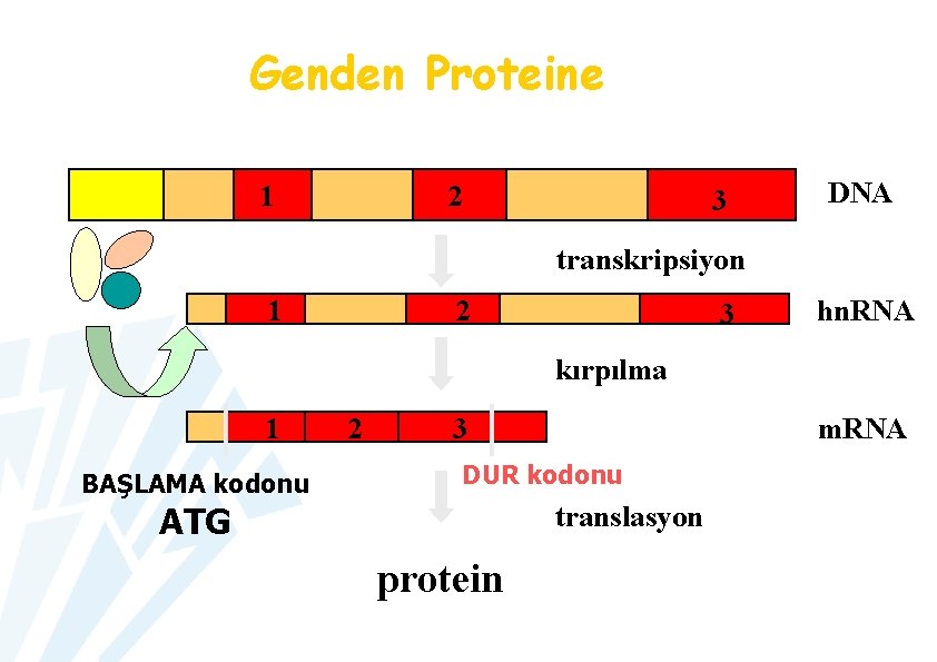 Genden Proteine 1 2 3 DNA transkripsiyon 1 2 3 hn. RNA kırpılma 1