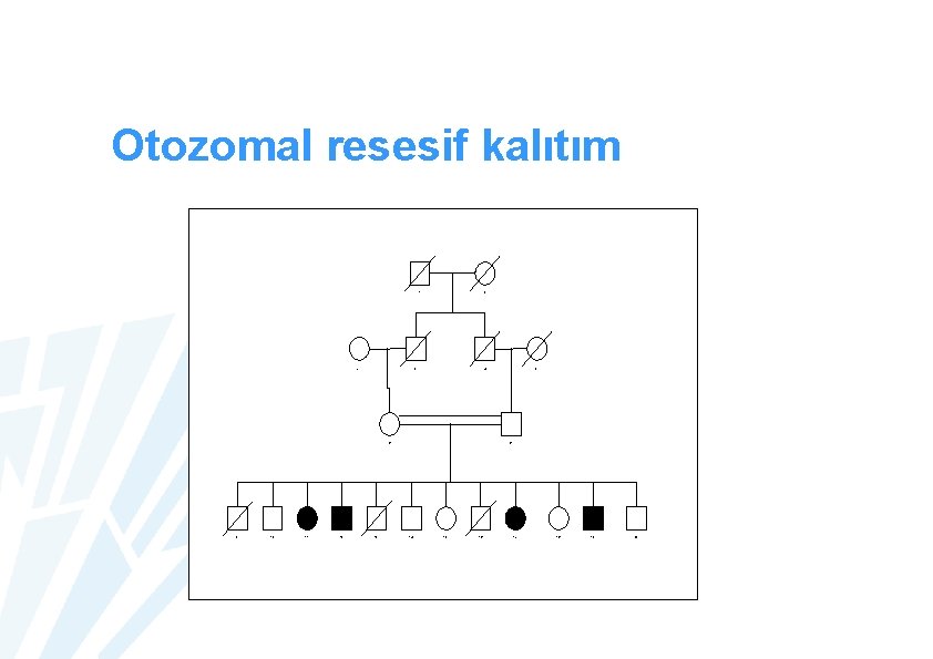 Otozomal resesif kalıtım 1 7 2 3 4 8 9 10 11 12 13