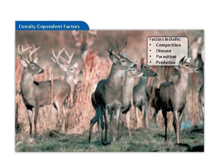 Density-Dependent Factors include: • Competition • Disease • Parasitism • Predation 