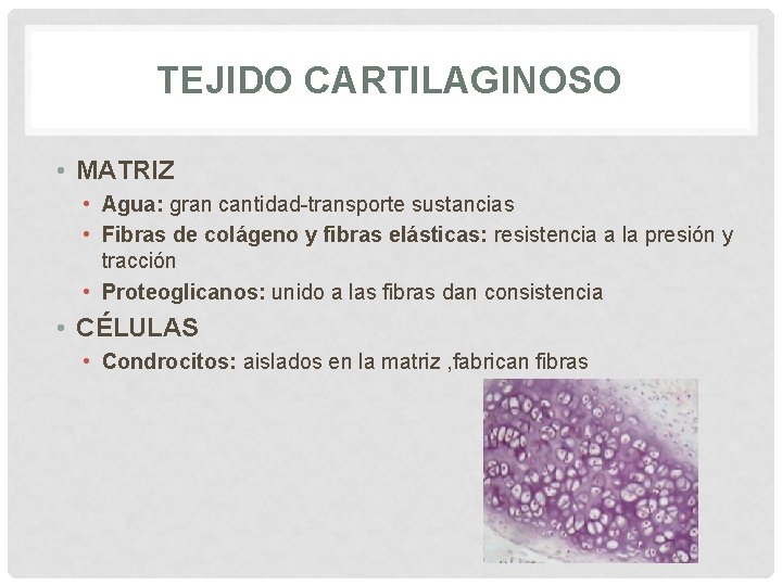 TEJIDO CARTILAGINOSO • MATRIZ • Agua: gran cantidad-transporte sustancias • Fibras de colágeno y