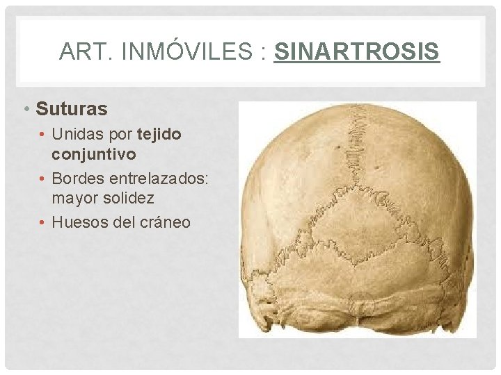 ART. INMÓVILES : SINARTROSIS • Suturas • Unidas por tejido conjuntivo • Bordes entrelazados: