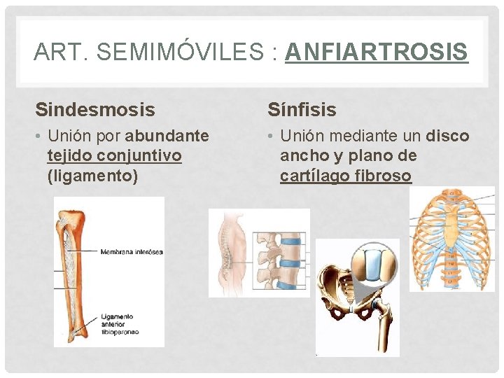 ART. SEMIMÓVILES : ANFIARTROSIS Sindesmosis Sínfisis • Unión por abundante tejido conjuntivo (ligamento) •