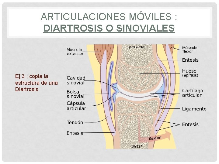 ARTICULACIONES MÓVILES : DIARTROSIS O SINOVIALES Ej 3 : copia la estructura de una