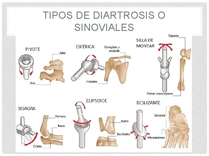 TIPOS DE DIARTROSIS O SINOVIALES 