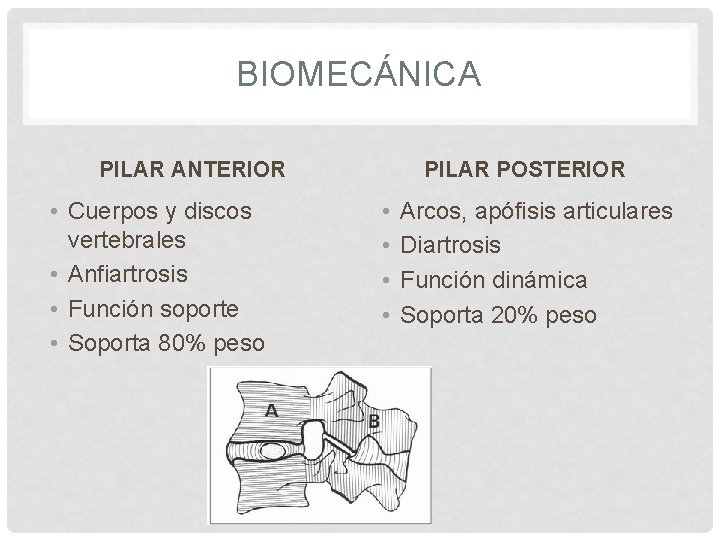 BIOMECÁNICA PILAR ANTERIOR • Cuerpos y discos vertebrales • Anfiartrosis • Función soporte •