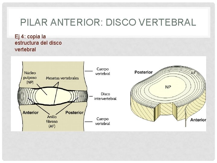 PILAR ANTERIOR: DISCO VERTEBRAL Ej 4: copia la estructura del disco vertebral 