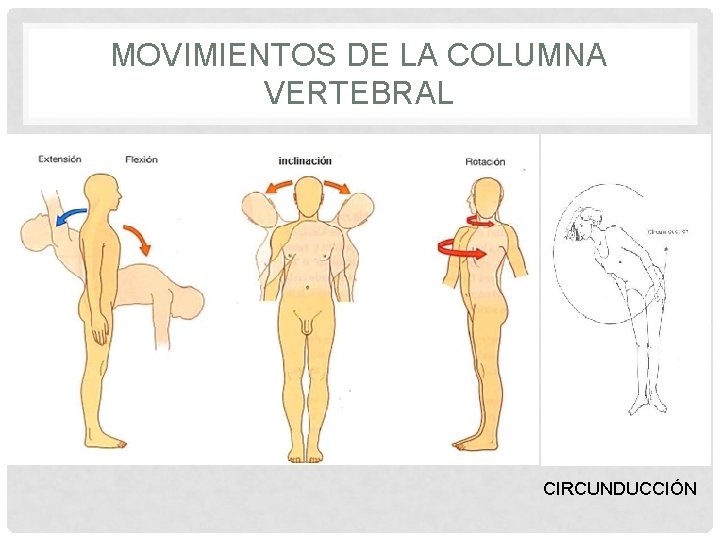 MOVIMIENTOS DE LA COLUMNA VERTEBRAL CIRCUNDUCCIÓN 