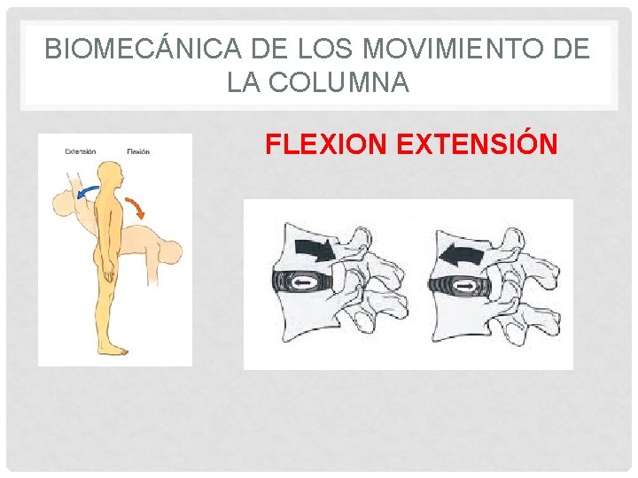 BIOMECÁNICA DE LOS MOVIMIENTO DE LA COLUMNA FLEXION EXTENSIÓN 