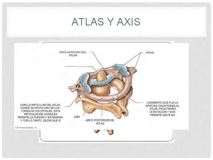 ATLAS Y AXIS 