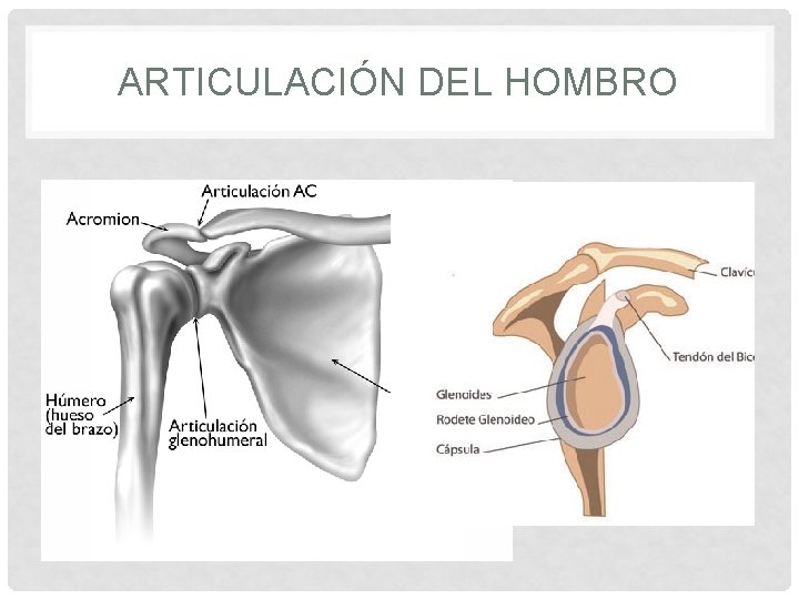 ARTICULACIÓN DEL HOMBRO 