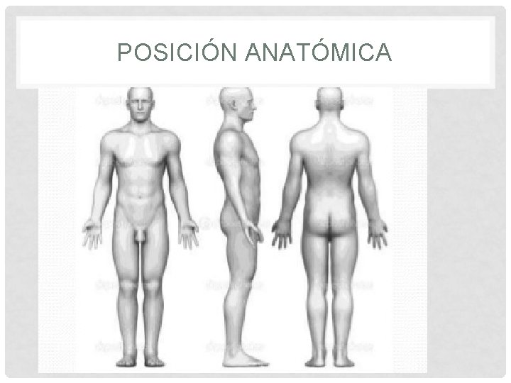 POSICIÓN ANATÓMICA 