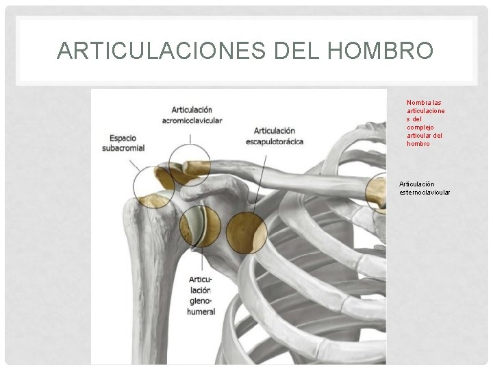 ARTICULACIONES DEL HOMBRO Nombra las articulacione s del complejo articular del hombro Articulación esternoclavicular
