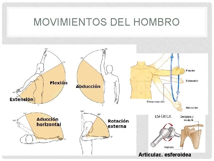 MOVIMIENTOS DEL HOMBRO Articulac. esferoidea 