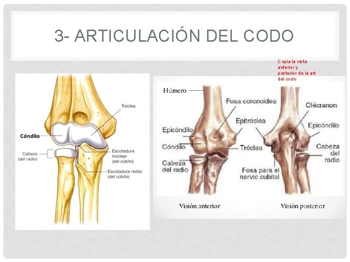 3 - ARTICULACIÓN DEL CODO Copia la vista anterior y posterior de la art