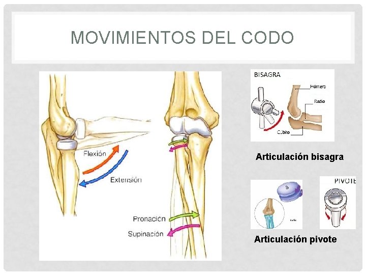 MOVIMIENTOS DEL CODO Articulación bisagra Articulación pivote 