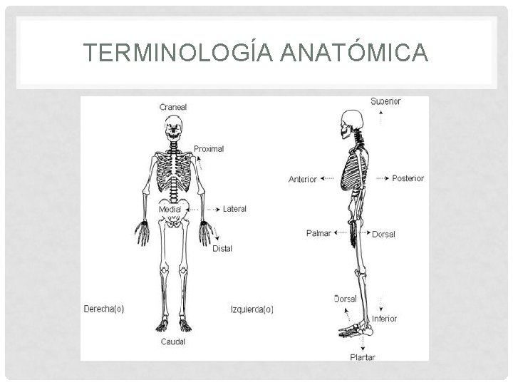 TERMINOLOGÍA ANATÓMICA 