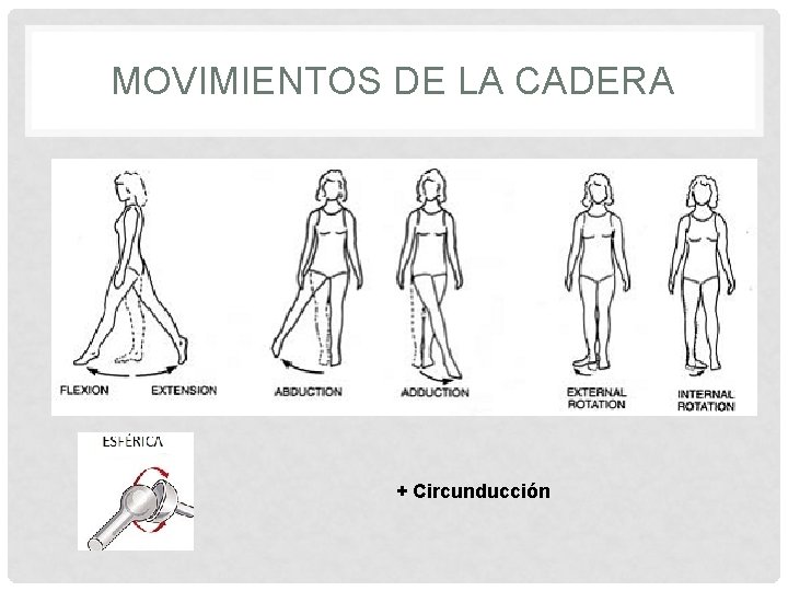 MOVIMIENTOS DE LA CADERA + Circunducción 