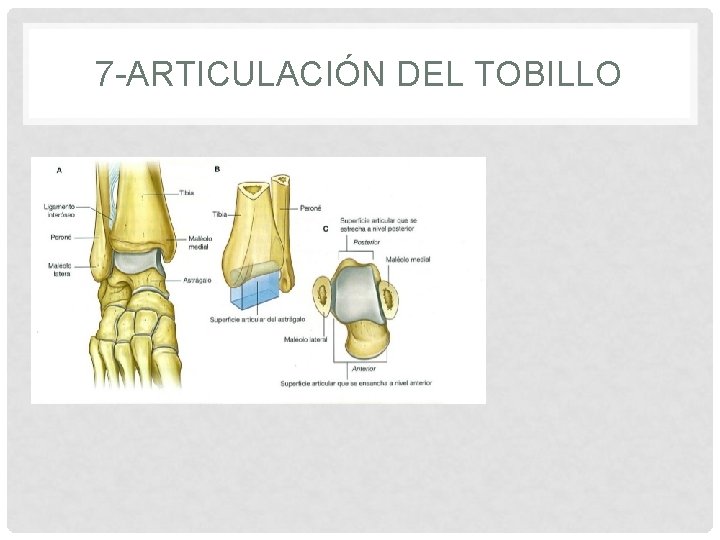 7 -ARTICULACIÓN DEL TOBILLO 