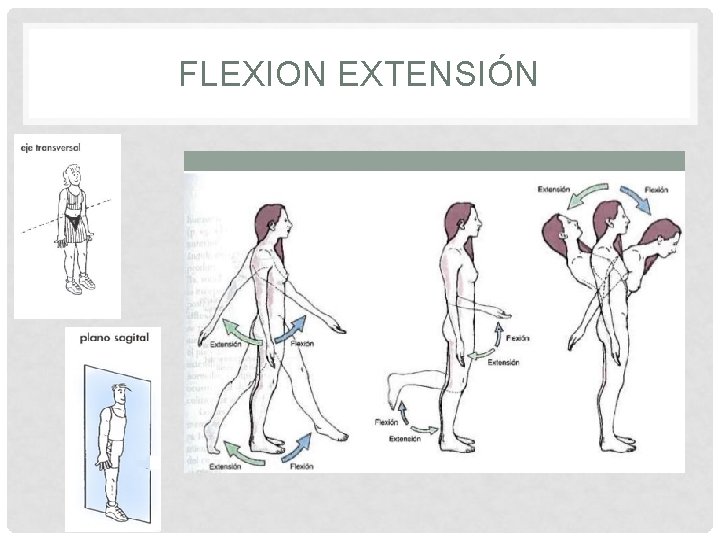 FLEXION EXTENSIÓN 