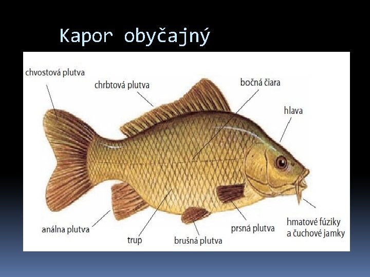 Kapor obyčajný 