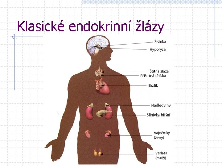 Klasické endokrinní žlázy 
