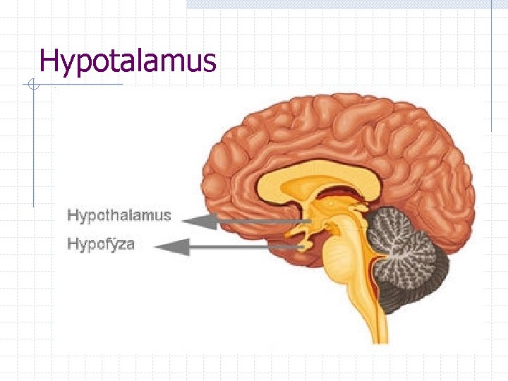 Hypotalamus 