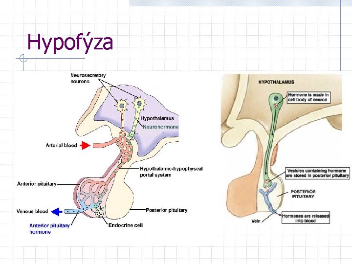 Hypofýza 