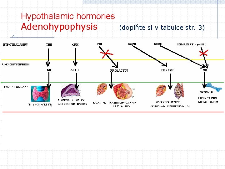 Hypothalamic hormones Adenohypophysis (doplňte si v tabulce str. 3) 