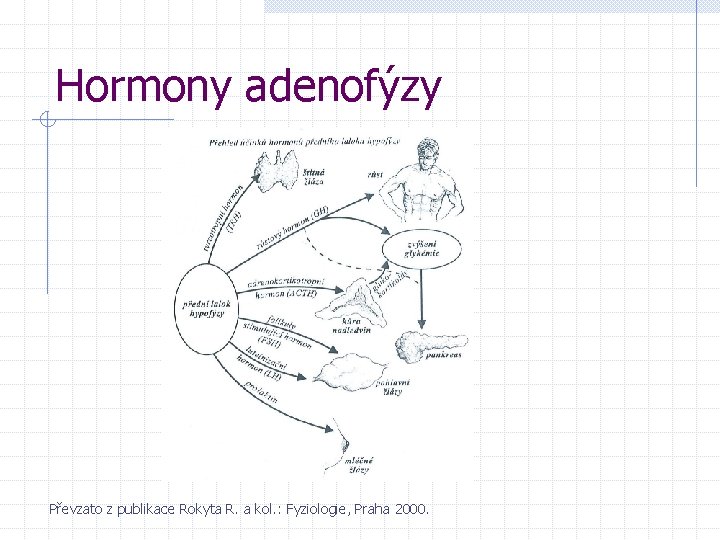 Hormony adenofýzy Převzato z publikace Rokyta R. a kol. : Fyziologie, Praha 2000. 