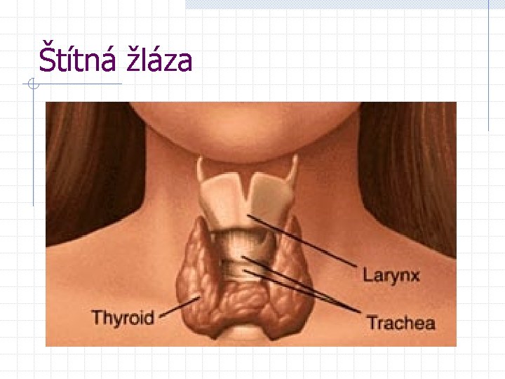Štítná žláza 