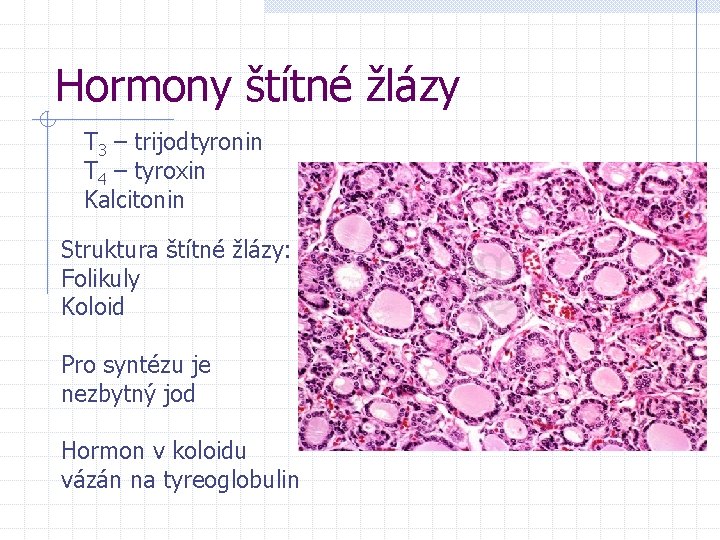 Hormony štítné žlázy T 3 – trijodtyronin T 4 – tyroxin Kalcitonin Struktura štítné