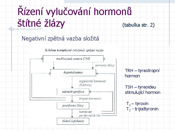 Řízení vylučování hormonů štítné žlázy (tabulka str. 2) Negativní zpětná vazba složitá TRH –