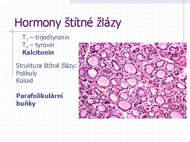 Hormony štítné žlázy T 3 – trijodtyronin T 4 – tyroxin Kalcitonin Struktura štítné