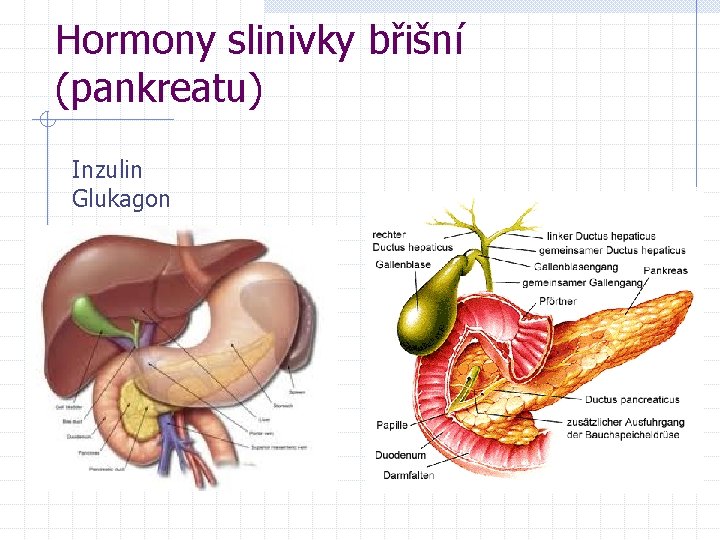 Hormony slinivky břišní (pankreatu) Inzulin Glukagon 