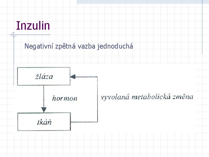 Inzulin Negativní zpětná vazba jednoduchá 