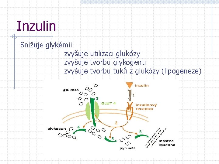 Inzulin Snižuje glykémii zvyšuje utilizaci glukózy zvyšuje tvorbu glykogenu zvyšuje tvorbu tuků z glukózy