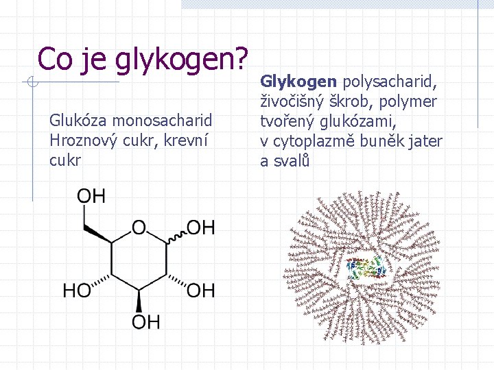 Co je glykogen? Glukóza monosacharid Hroznový cukr, krevní cukr Glykogen polysacharid, živočišný škrob, polymer