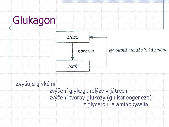 Glukagon Zvyšuje glykémii zvýšení glykogenolýzy v játrech zvýšení tvorby glukózy (glukoneogeneze) z glycerolu a