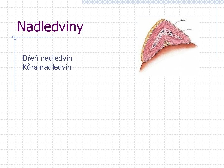 Nadledviny Dřeň nadledvin Kůra nadledvin 