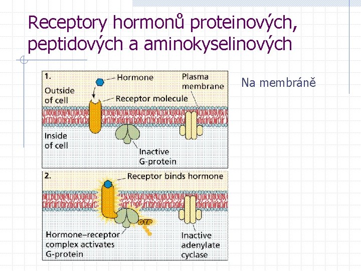 Receptory hormonů proteinových, peptidových a aminokyselinových Na membráně 